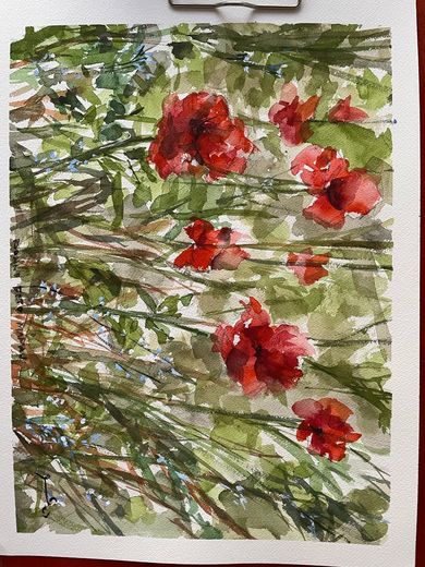 Coquelicots, aquarelle