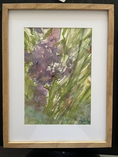 Iris, aquarelle